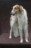 BARZOI 189